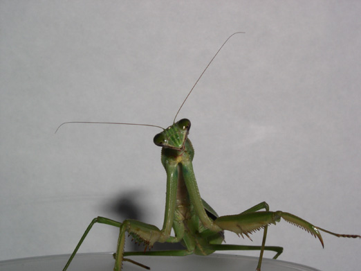 Chinese Mantid
