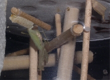 Egyptian Mantis laying ootheca