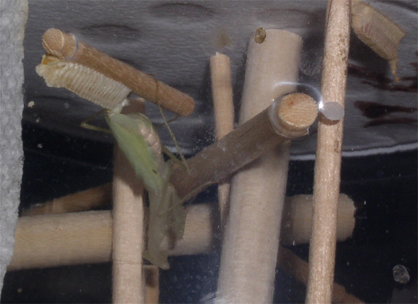 Egyptian Mantis laying ootheca