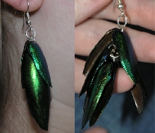 Sternocera aequisignata earrings