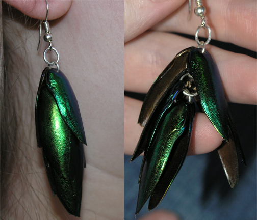 Sternocera aequisignata earrings