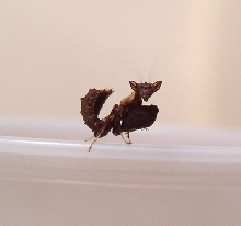 Otomantis Nymph