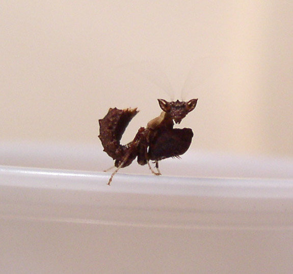 Otomantis Nymph