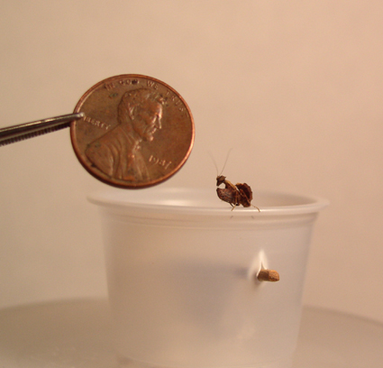Look how little!