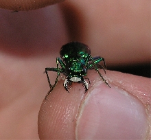 Tiger beetle