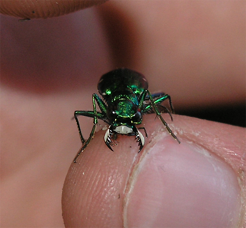 Tiger beetle