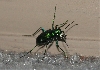 Tiger beetle