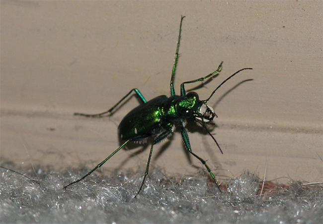 Tiger beetle