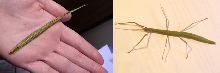 Indian Walkingstick