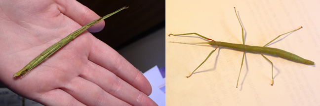 Indian Walkingstick