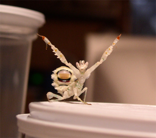 P.Whalbergi scaring the cam away.