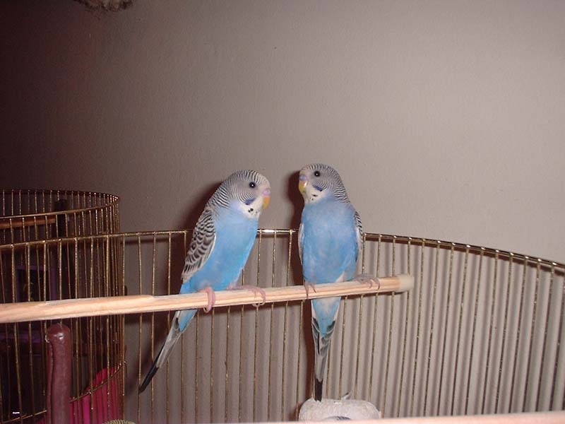 Babies