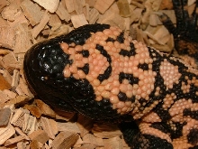 nice head
