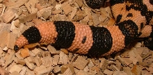 the detail of  the tail of gila