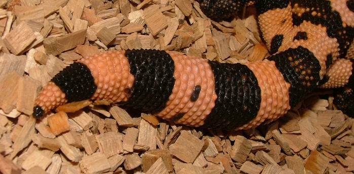 the detail of  the tail of gila