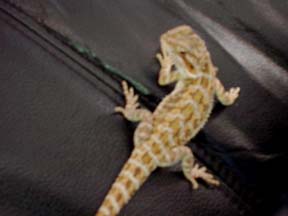 Baby Sandfire X Gold
