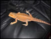 Female Sandfire