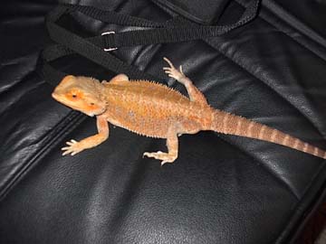Female Sandfire