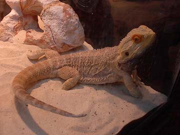 Male Gold Phase