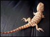Baby Sandfire X Gold