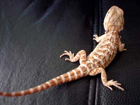Baby Sandfire X Gold