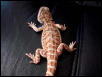 Baby Sandfire X Gold