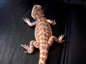 Baby Sandfire X Gold