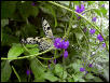 Butterfly photo