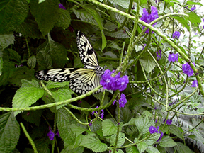 Butterfly photo