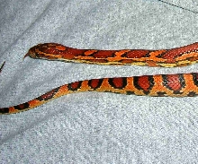 female abbott tail shot