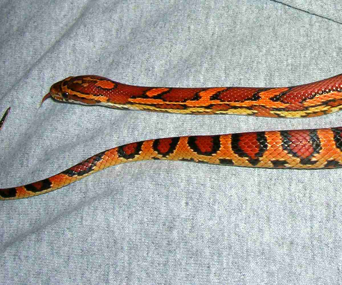 female abbott tail shot