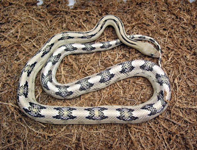 Triple het  Suboc or Trans-Pecos rat snake