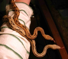 golden-orange trans-pecos w/ normal colored suboc