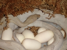silver suboc with "triple het" (albino x silver) eggs