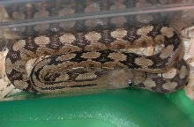 Davis Mtn. (Boy Scout Rd.) hatchling