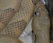 another bug-eyed suboc