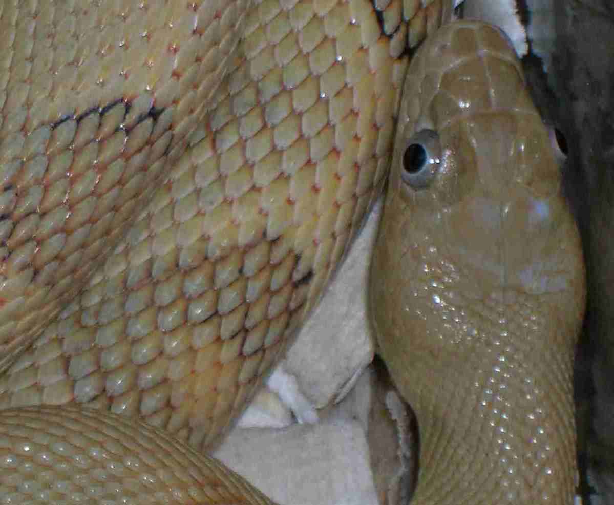 another bug-eyed suboc