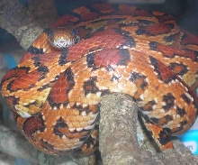 gtp pose abbott okeetee