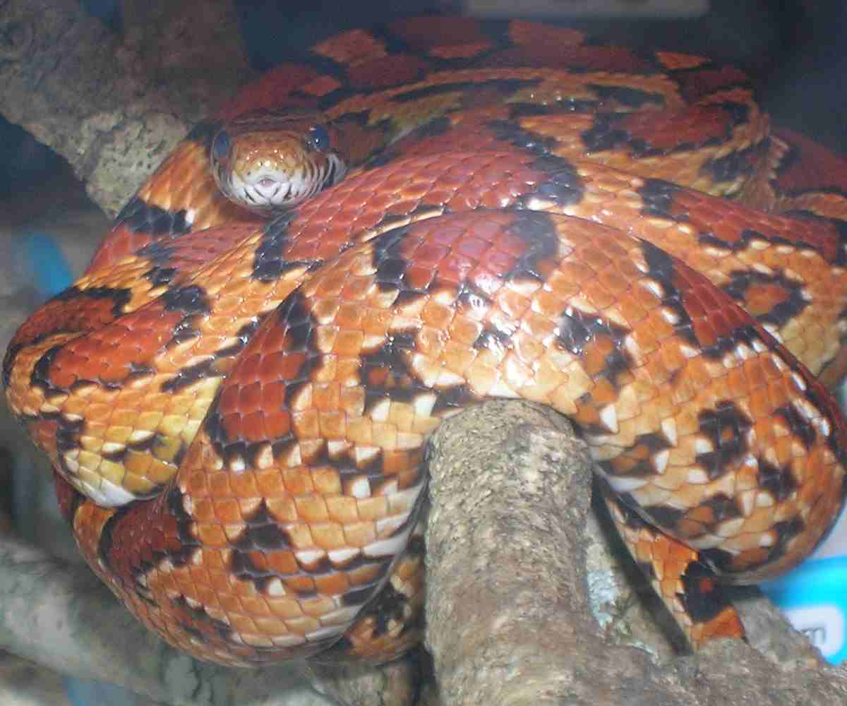 gtp pose abbott okeetee