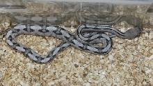normal silver from Suncoast
