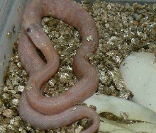 Albino (Loma Alta line) 2007 hatchling Trans-Pecos Ratsake (suboc)