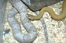 Patternless Trans-Pecos Ratsnake (Suboc) biting his mate
