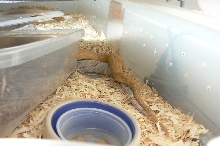 Patternless & Silver Blonde Trans-Pecos Ratsnakes breeding