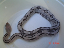 normally-patterned silver female '05 hatchling