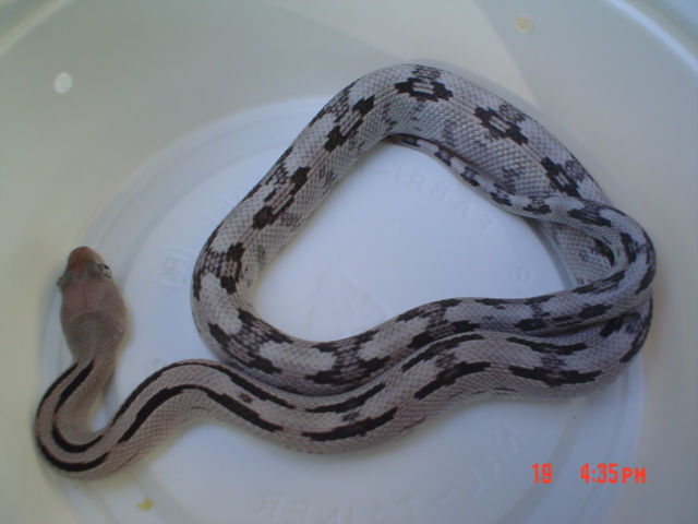 normally-patterned silver female '05 hatchling