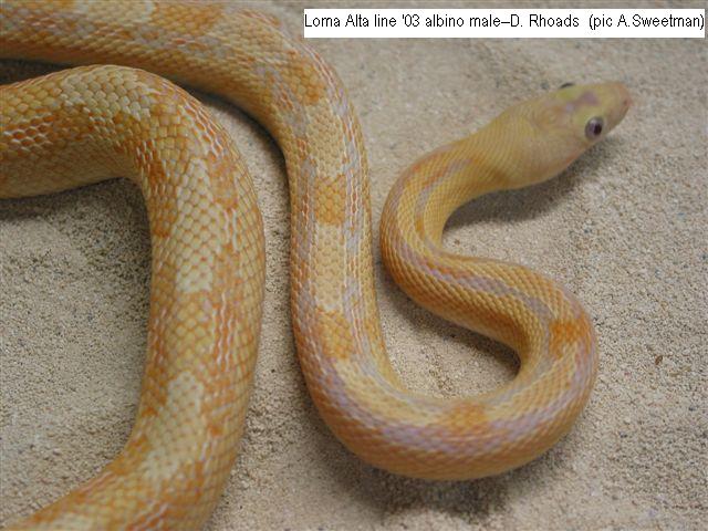 Loma Alta line '03 albino "Bogey"