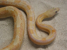 Loma Alta albino suboc
