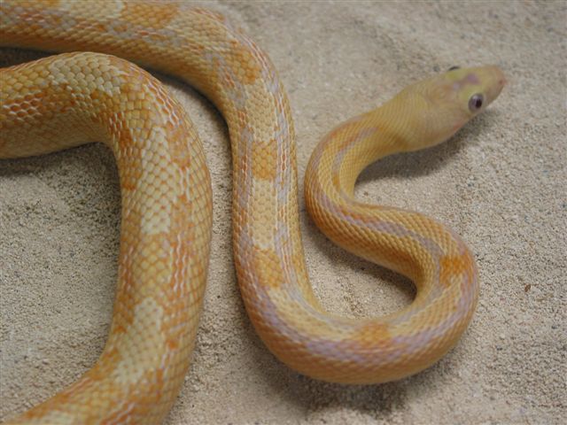 Loma Alta albino suboc