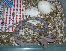 '06 Triple Het suboc (het for snow and snow blonde)