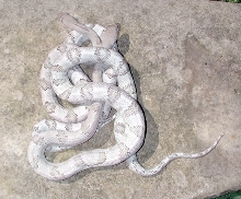 Trumbower silvers from Wayne Howell's site